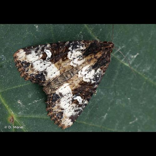 <i>Mesapamea secalis</i> (Linnaeus, 1758) © D. Morel
