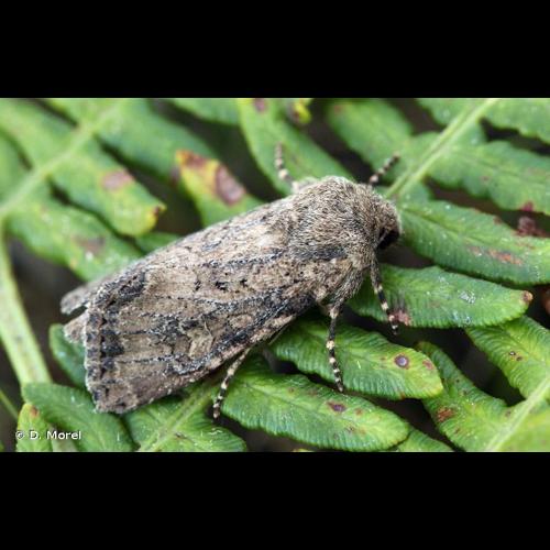 <i>Luperina testacea</i> (Denis & Schiffermüller, 1775) © D. Morel