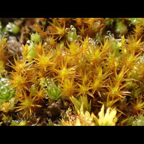 <i>Didymodon acutus</i> (Brid.) K.Saito, 1975 © H. TINGUY