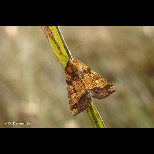 <i>Gortyna flavago</i> (Denis & Schiffermüller, 1775) &copy; D. Demergès