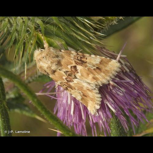 <i>Eremobia ochroleuca</i> (Denis & Schiffermüller, 1775) © J-P. Lamoline