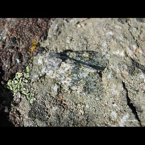 <i>Polymixis xanthomista</i> (Hübner, 1819) © A. Horellou