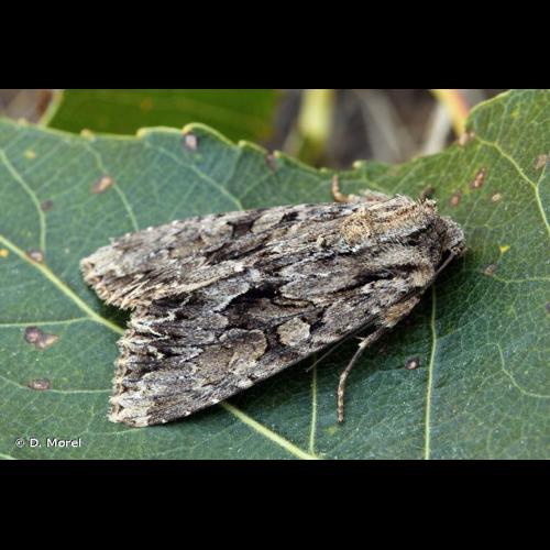 <i>Apamea monoglypha</i> (Hufnagel, 1766) © D. Morel