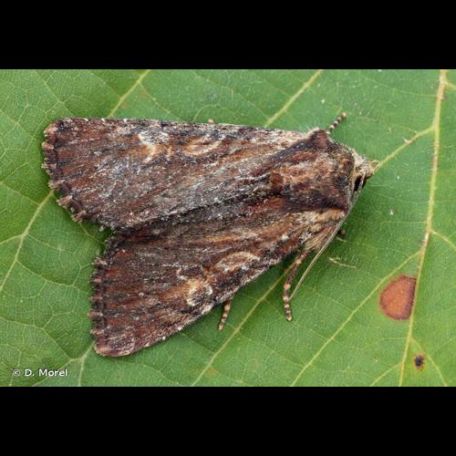 <i>Apamea crenata</i> (Hufnagel, 1766) © D. Morel