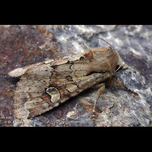 <i>Apamea sordens</i> (Hufnagel, 1766) © D. Morel