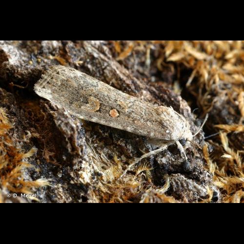 <i>Spodoptera exigua</i> (Hübner, 1808) &copy; D. Morel