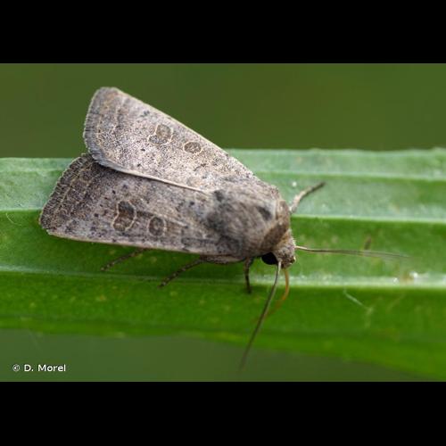 <i>Hoplodrina ambigua</i> (Denis & Schiffermüller, 1775) &copy; D. Morel