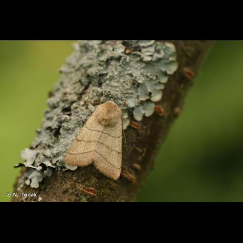 <i>Charanyca trigrammica</i> (Hufnagel, 1766) © N. Tobak