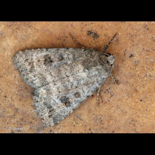 <i>Caradrina morpheus</i> (Hufnagel, 1766) &copy; D. Morel