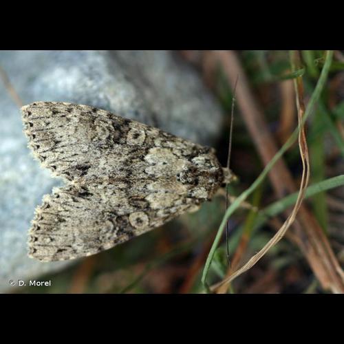 <i>Polia nebulosa</i> (Hufnagel, 1766) © D. Morel