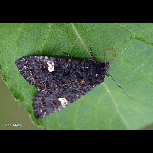 <i>Melanchra persicariae</i> (Linnaeus, 1761) © D. Morel