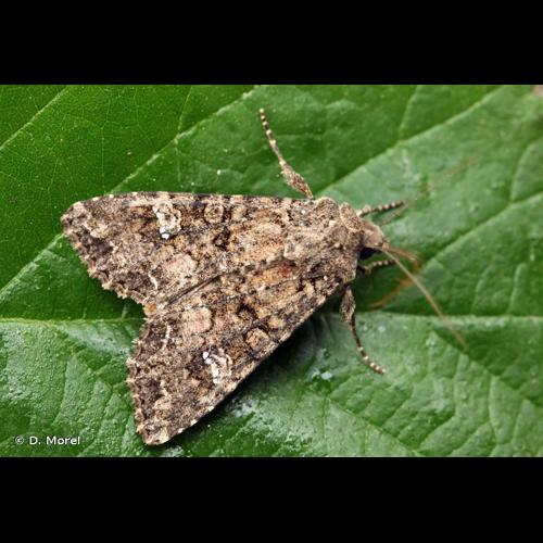 <i>Mamestra brassicae</i> (Linnaeus, 1758) &copy; D. Morel