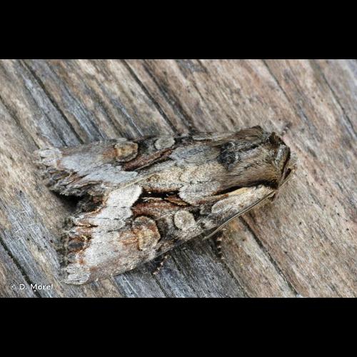 <i>Lacanobia w-latinum</i> (Hufnagel, 1766) &copy; D. Morel