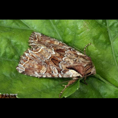 <i>Lacanobia thalassina</i> (Hufnagel, 1766) © D. Morel