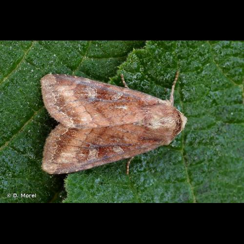 <i>Lacanobia splendens</i> (Hübner, 1808) &copy; D. Morel