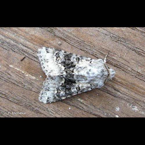 <i>Hecatera bicolorata</i> (Hufnagel, 1766) © F. Michalke