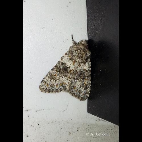 <i>Hecatera dysodea</i> (Denis & Schiffermüller, 1775) © A. LEVEQUE