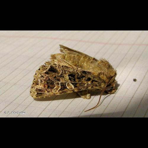 <i>Hadena bicruris</i> (Hufnagel, 1766) © F. Michalke