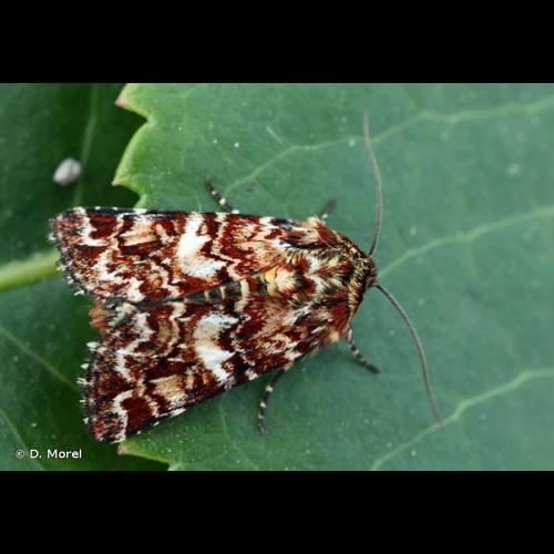 <i>Anarta myrtilli</i> (Linnaeus, 1761) &copy; D. Morel