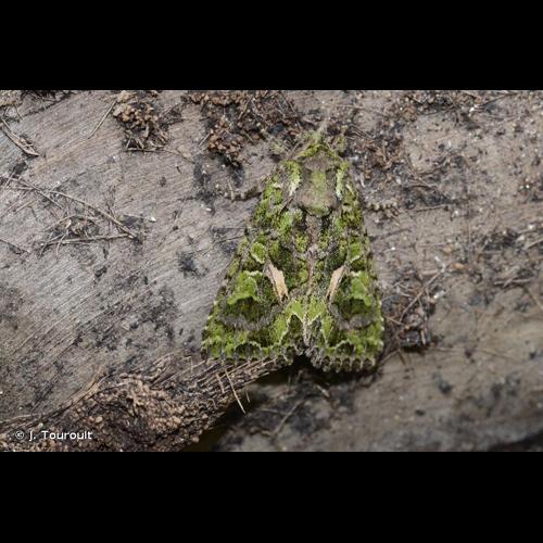 <i>Trachea atriplicis</i> (Linnaeus, 1758) © J. Touroult