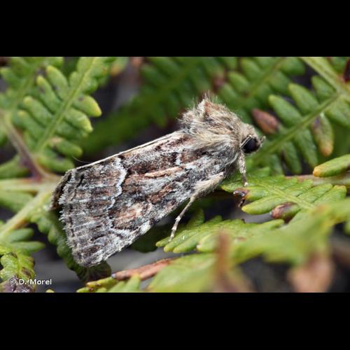 <i>Thalpophila matura</i> (Hufnagel, 1766) &copy; D. Morel