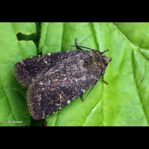 <i>Rusina ferruginea</i> (Esper, 1785) © D. Morel