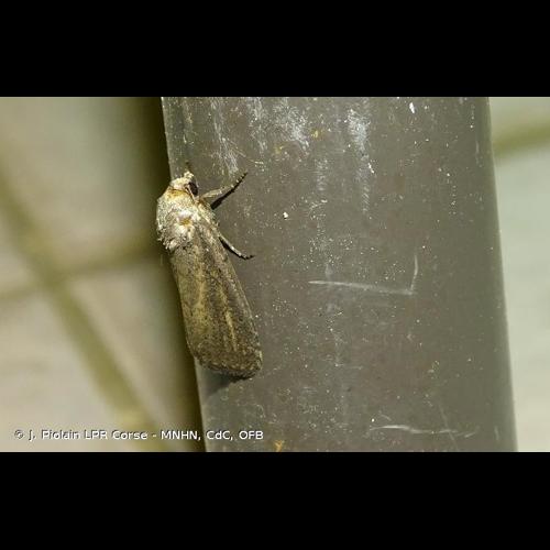 <i>Proxenus hospes</i> (Freyer, 1831) &copy; J. Piolain LPR Corse - MNHN, CdC, OFB