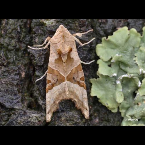 <i>Phlogophora meticulosa</i> (Linnaeus, 1758) © J. Touroult