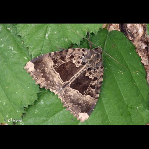 <i>Mormo maura</i> (Linnaeus, 1758) © D. Morel