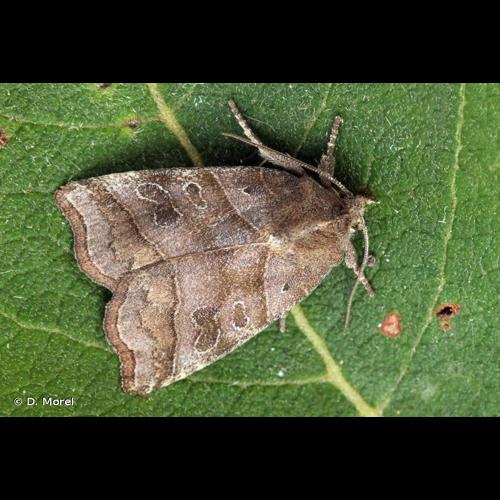 <i>Ipimorpha retusa</i> (Linnaeus, 1761) &copy; D. Morel