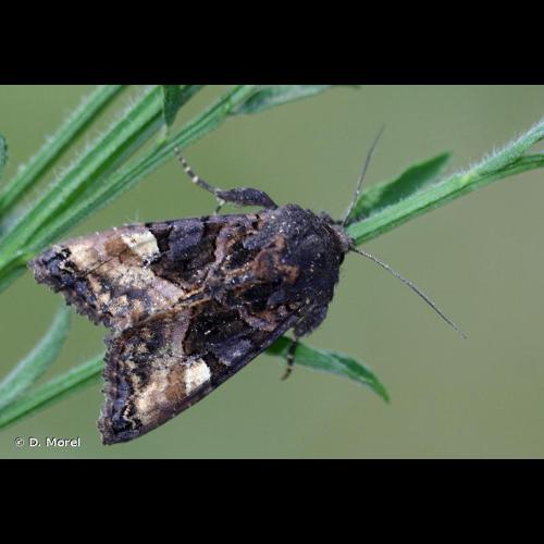 <i>Euplexia lucipara</i> (Linnaeus, 1758) © D. Morel