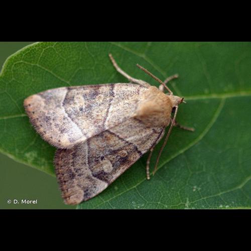 <i>Cosmia trapezina</i> (Linnaeus, 1758) &copy; D. Morel