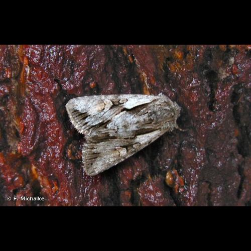 <i>Chloantha hyperici</i> (Denis & Schiffermüller, 1775) &copy; F. Michalke