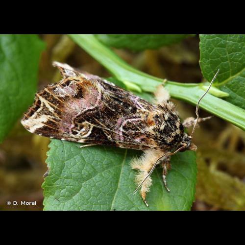 <i>Callopistria juventina</i> (Stoll <i>in</i> Cramer, 1782) &copy; D. Morel