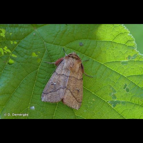 <i>Mythimna turca</i> (Linnaeus, 1761) &copy; D. Demergès