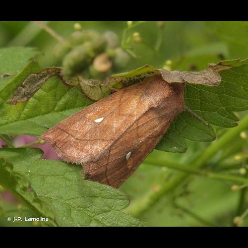 <i>Mythimna conigera</i> (Denis & Schiffermüller, 1775) © J-P. Lamoline