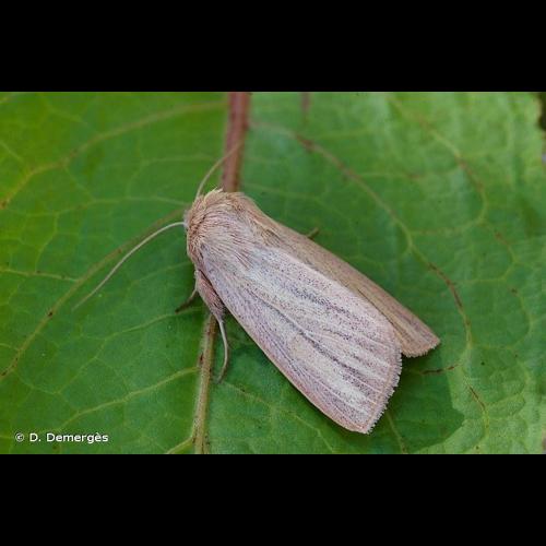 <i>Mythimna pudorina</i> (Denis & Schiffermüller, 1775) &copy; D. Demergès