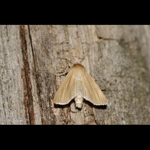 <i>Mythimna pallens</i> (Linnaeus, 1758) &copy; N. Tobak