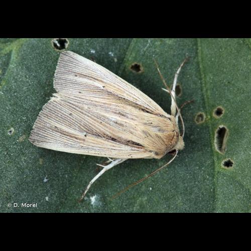 <i>Mythimna impura</i> (Hübner, 1808) &copy; D. Morel