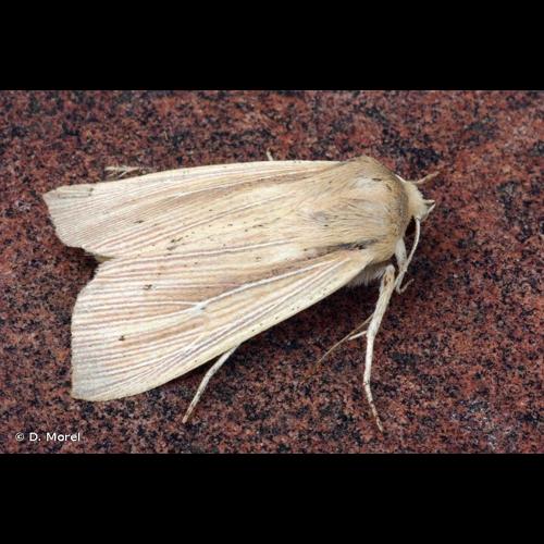 <i>Mythimna straminea</i> (Treitschke, 1825) © D. Morel