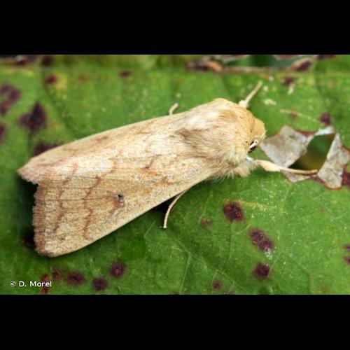 <i>Mythimna vitellina</i> (Hübner, 1808) © D. Morel