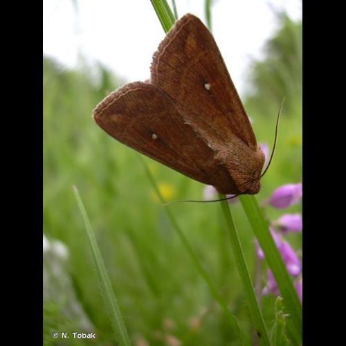 <i>Mythimna albipuncta</i> (Denis & Schiffermüller, 1775) &copy; N. Tobak