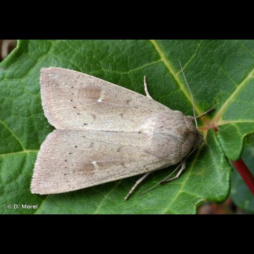 <i>Mythimna ferrago</i> (Fabricius, 1787) © D. Morel