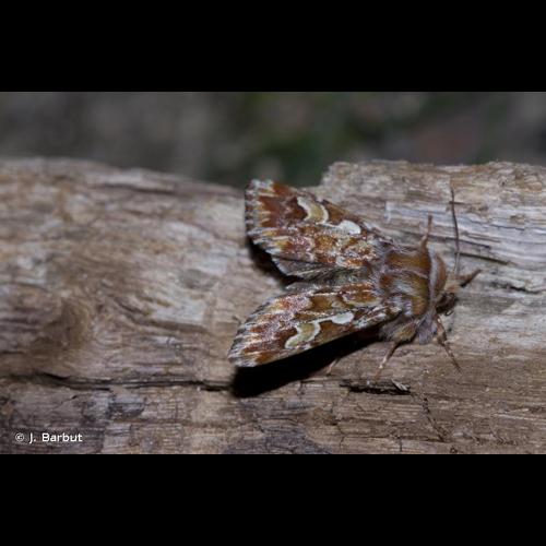<i>Panolis flammea</i> (Denis & Schiffermüller, 1775) © J. Barbut