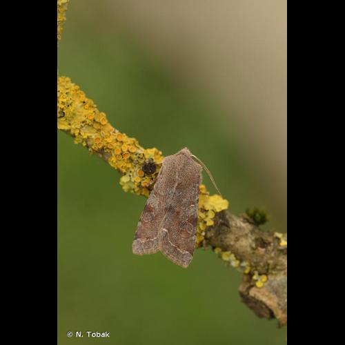 <i>Orthosia incerta</i> (Hufnagel, 1766) © N. Tobak