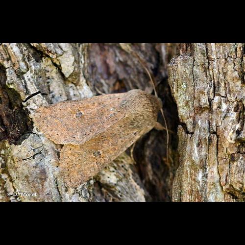 <i>Orthosia cruda</i> (Denis & Schiffermüller, 1775) © D. Morel