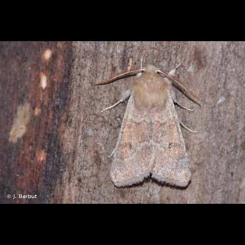 <i>Orthosia miniosa</i> (Denis & Schiffermüller, 1775) &copy; J. Barbut