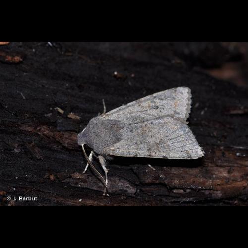 <i>Orthosia populeti</i> (Fabricius, 1781) © J. Barbut
