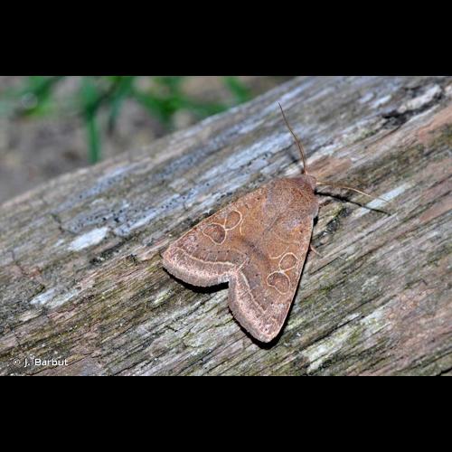 <i>Orthosia cerasi</i> (Fabricius, 1775) &copy; J. Barbut
