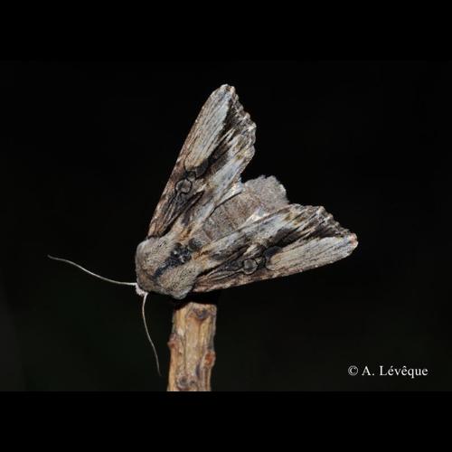 <i>Egira conspicillaris</i> (Linnaeus, 1758) © A. Lévêque